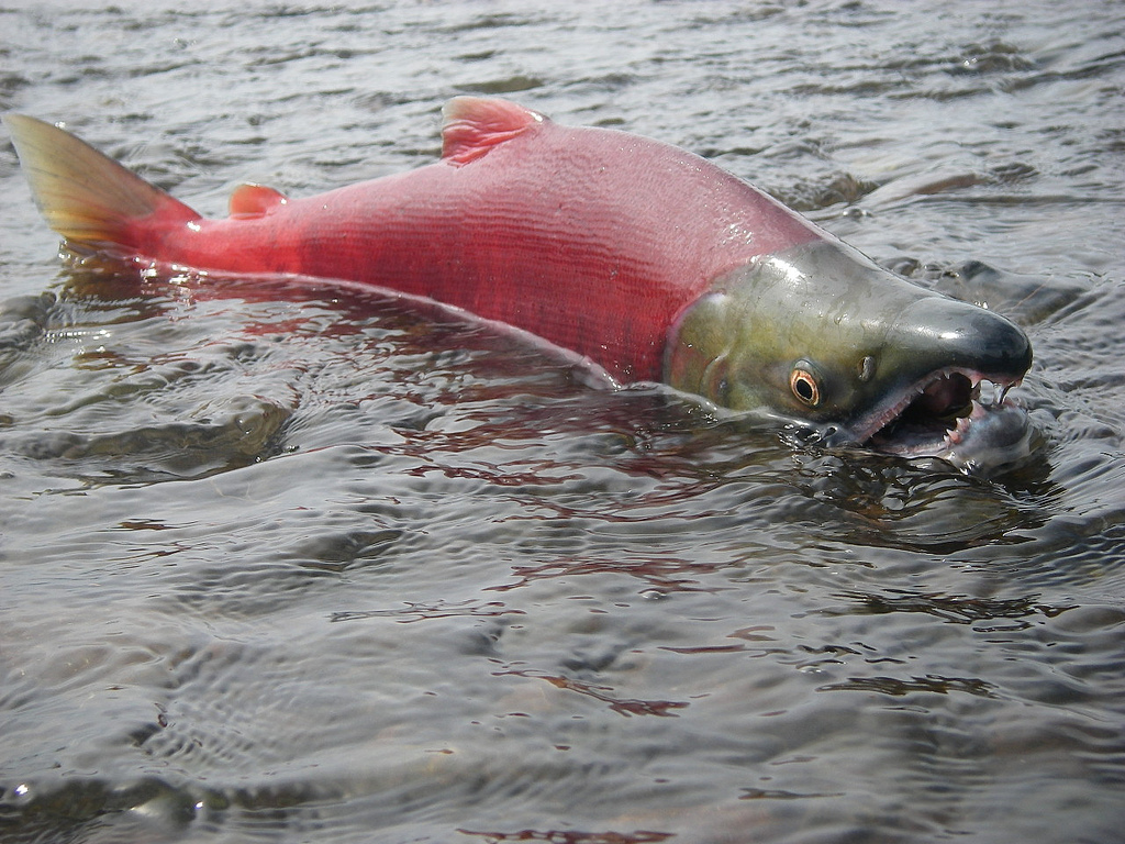 Spawning sockeye salmon in clear water