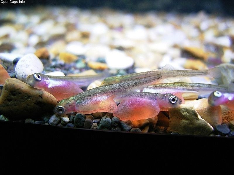 Newly hatched salmon alevin with visible yolk sac