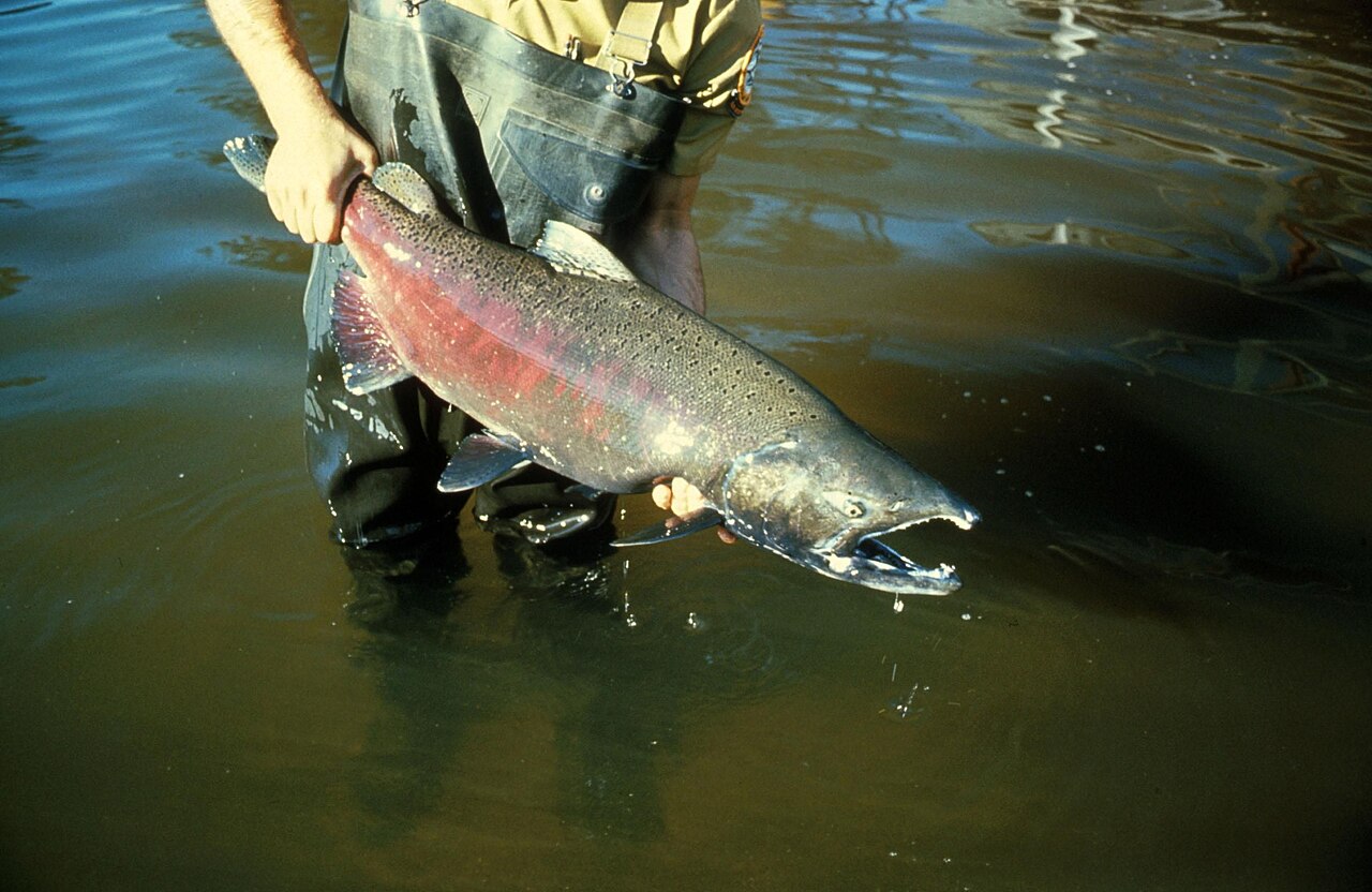 Adult salmon in ocean waters