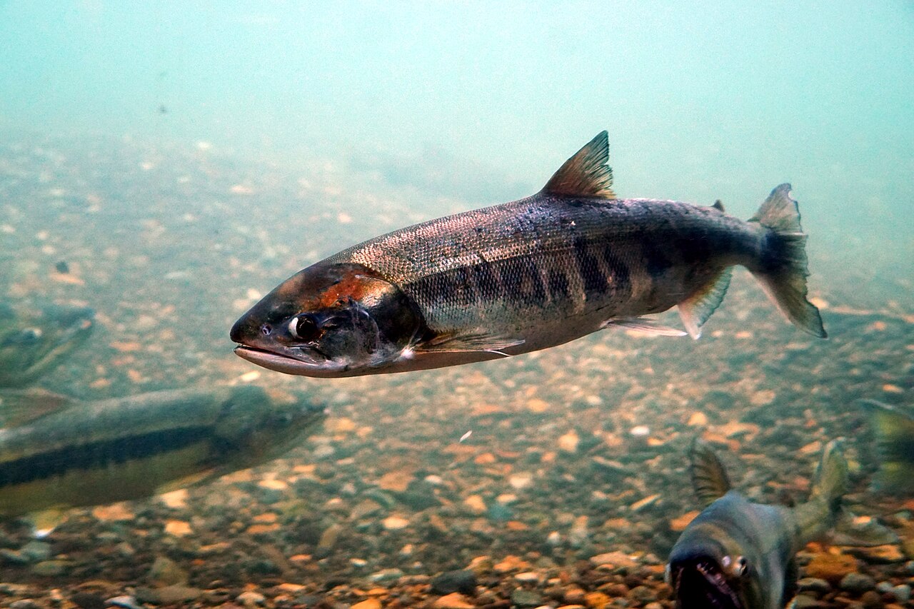 Chum salmon in a river