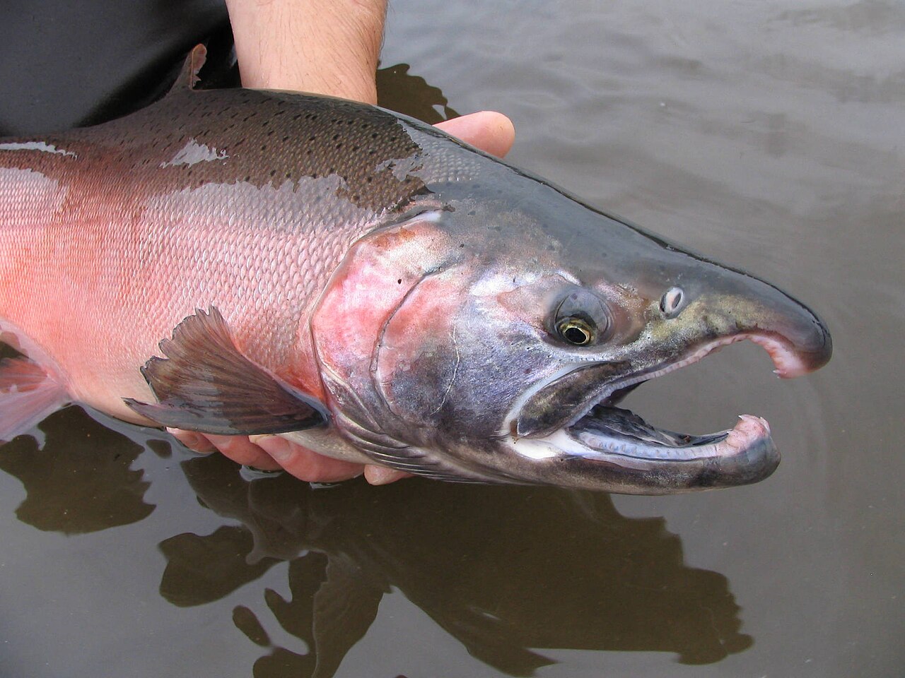 Coho salmon illustration style photo