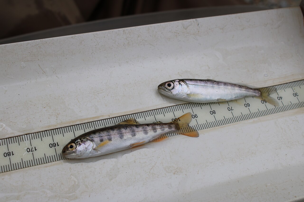 Juvenile Chinook salmon held gently for scientific measurement