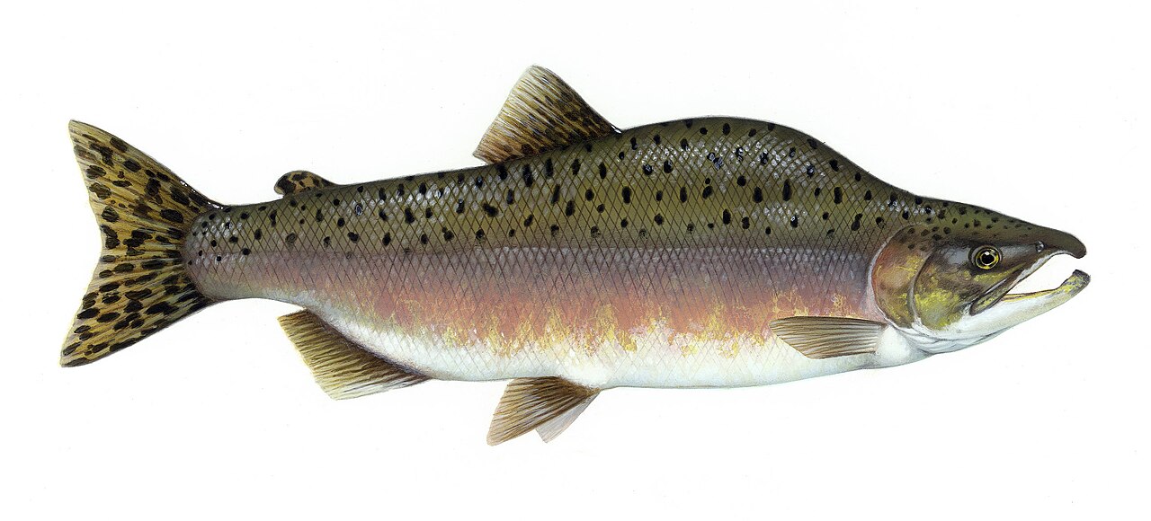 Pink salmon illustration by USFWS