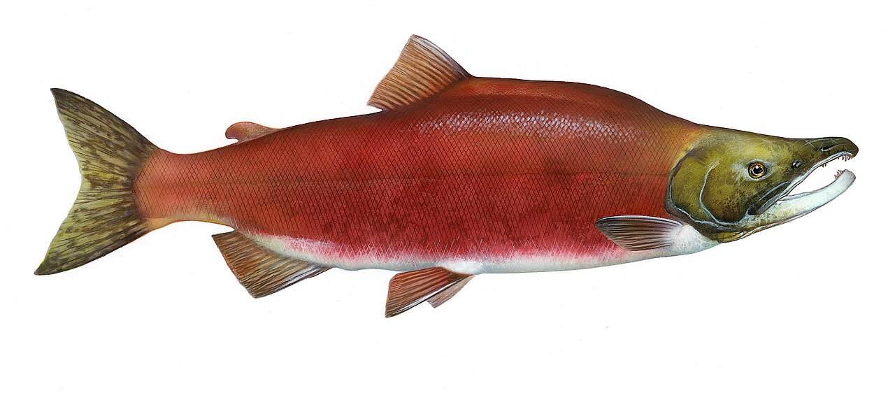 Sockeye salmon illustration