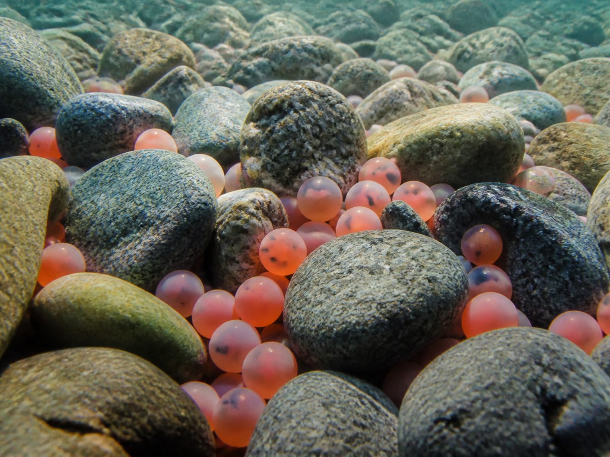Salmon eggs in gravel