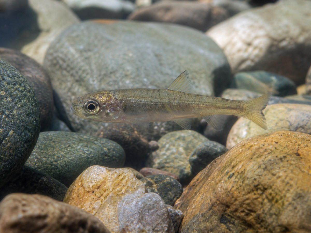 Salmon fry